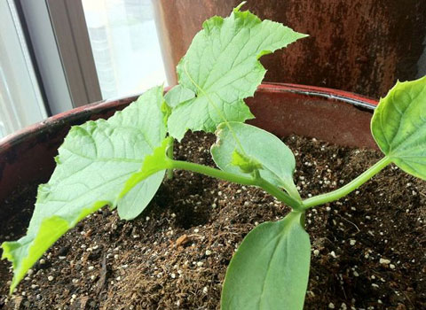 阳台黄瓜的种植方法