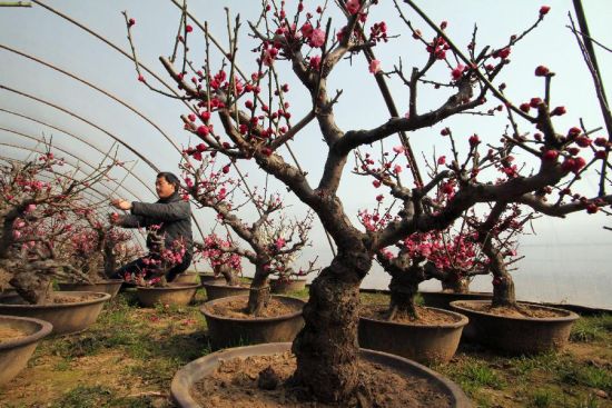 养花知识 养花技巧 梅花修剪的六大忌   梅花由于立地条件,土壤环境等