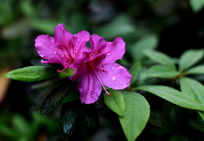 杜鹃花怎么浇水