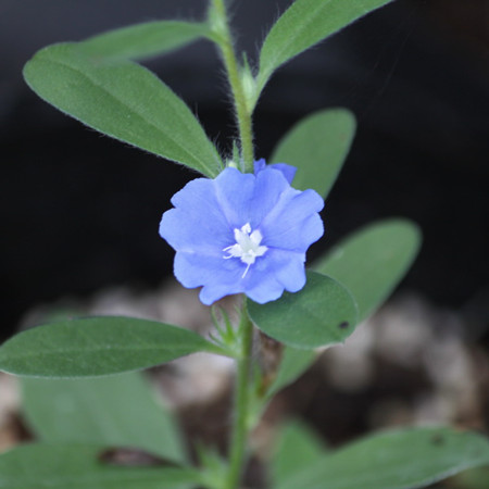 蓝星花如何扦插