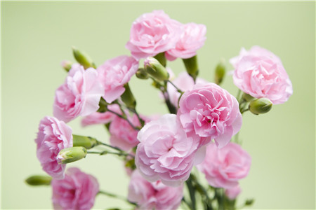 康乃馨      象征母爱是慰问母亲之花,宜在母亲节和母亲生日时
