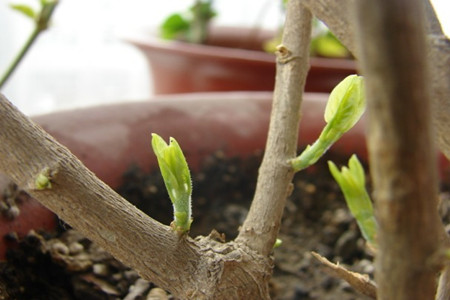 茉莉花的养殖方法