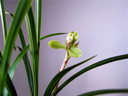 养花知识 家庭养花 兰花品种大全 蕙兰最主要的名品就是八种,有老八种