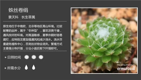 150多种多肉植物养护对照表最全啦