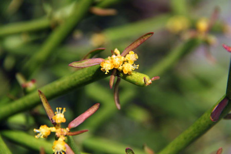 光棍树开花吗