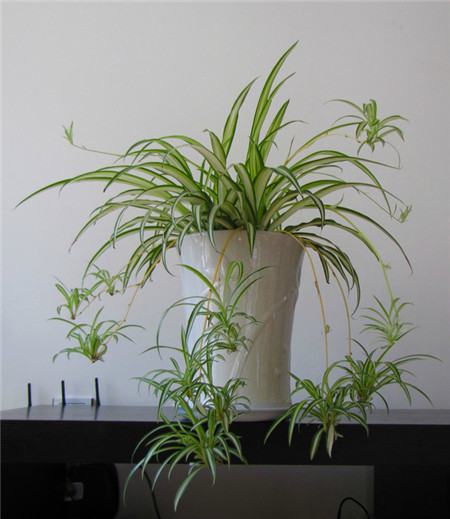 吊兰是比较常见的家庭植物之一,主要采取以上三种方法进行繁殖:播种