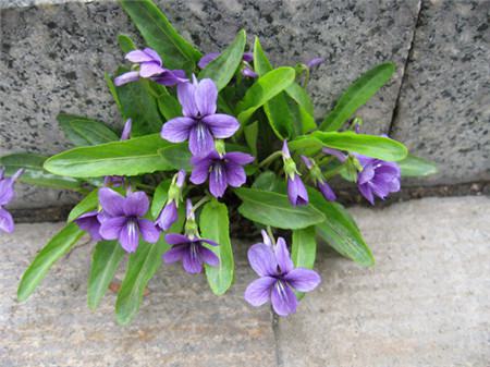 紫花地丁的花期