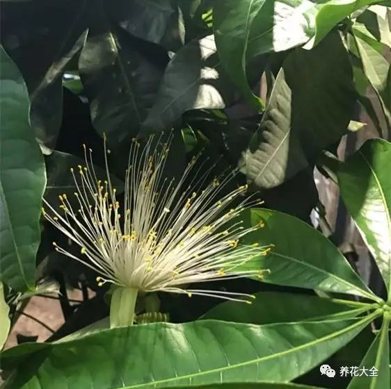 发财树文竹…花开满树,果子压弯枝,竟然这么容易!