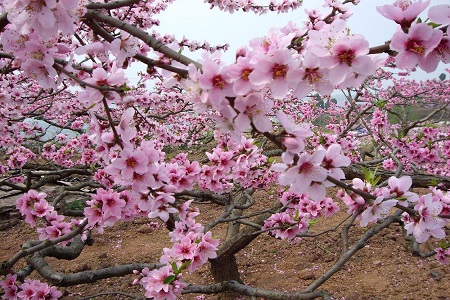 如何延长桃花花期