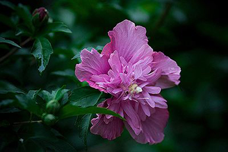 盆栽木槿花怎么养