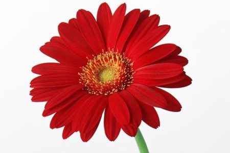 拥有这个花语的太阳花一般是指非洲菊,比如是日头花,猩猩菊和扶郎花等