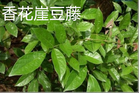 怎么辨别香花崖豆藤