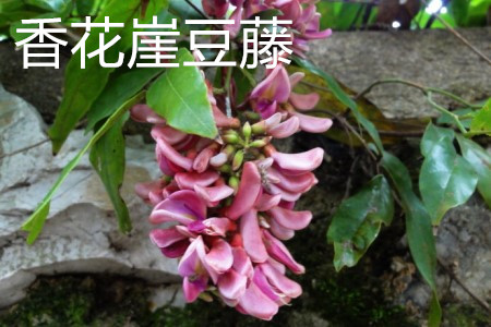 怎么辨别香花崖豆藤