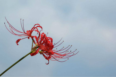 彼岸花的花语