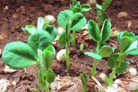 豌豆的种植方法和时间