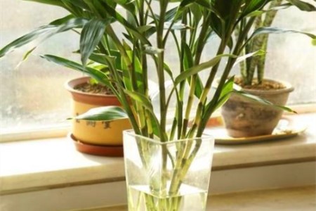 水培的竹子如何养殖