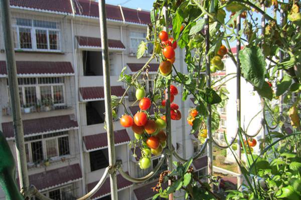 阳台圣女果的种植方法