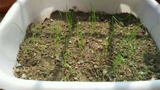 怎么种小葱  材料准备 葱根,花盆,园土,铲子,浇水壶 种植方法 选苗 小