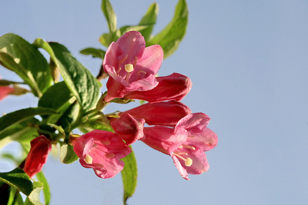 锦带花枝叶茂密,花色艳丽,花期长.