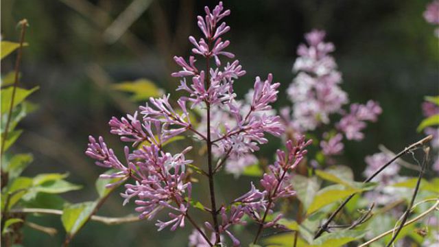 公丁香和母丁香怎么区别