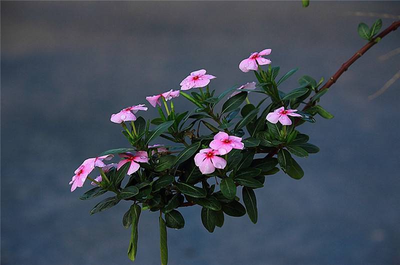 长春花,你一直都在