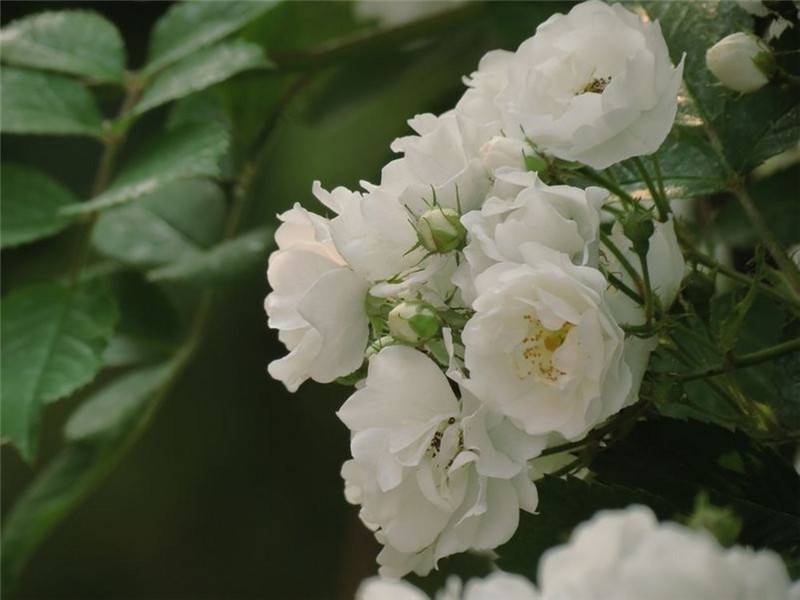 纯白蔷薇