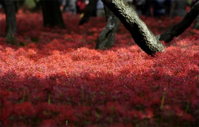 花与叶永难相见——彼岸花