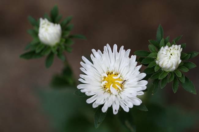 白色追想——白翠菊