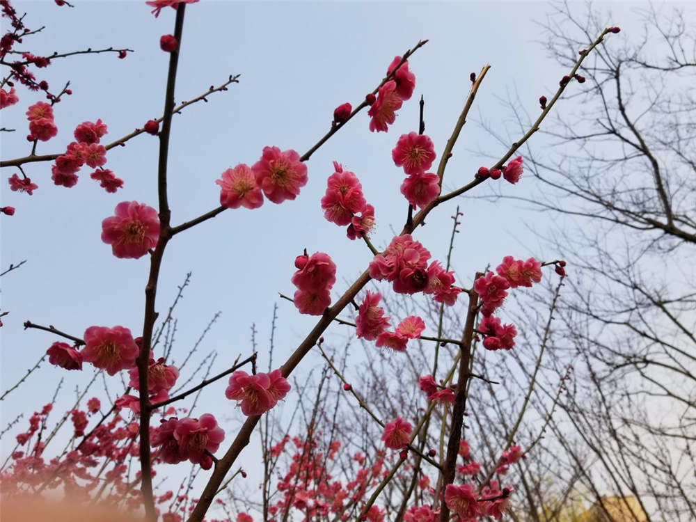 梅花常见病害与防治