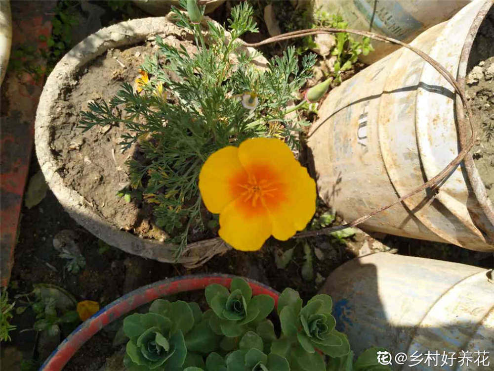 [播种的时间]花菱草种子如何种 深圳生活网