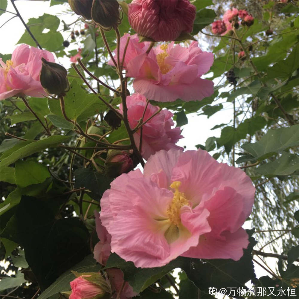 很容易伤害花根.所以在给芙蓉花浇水的时候一定要有规律.