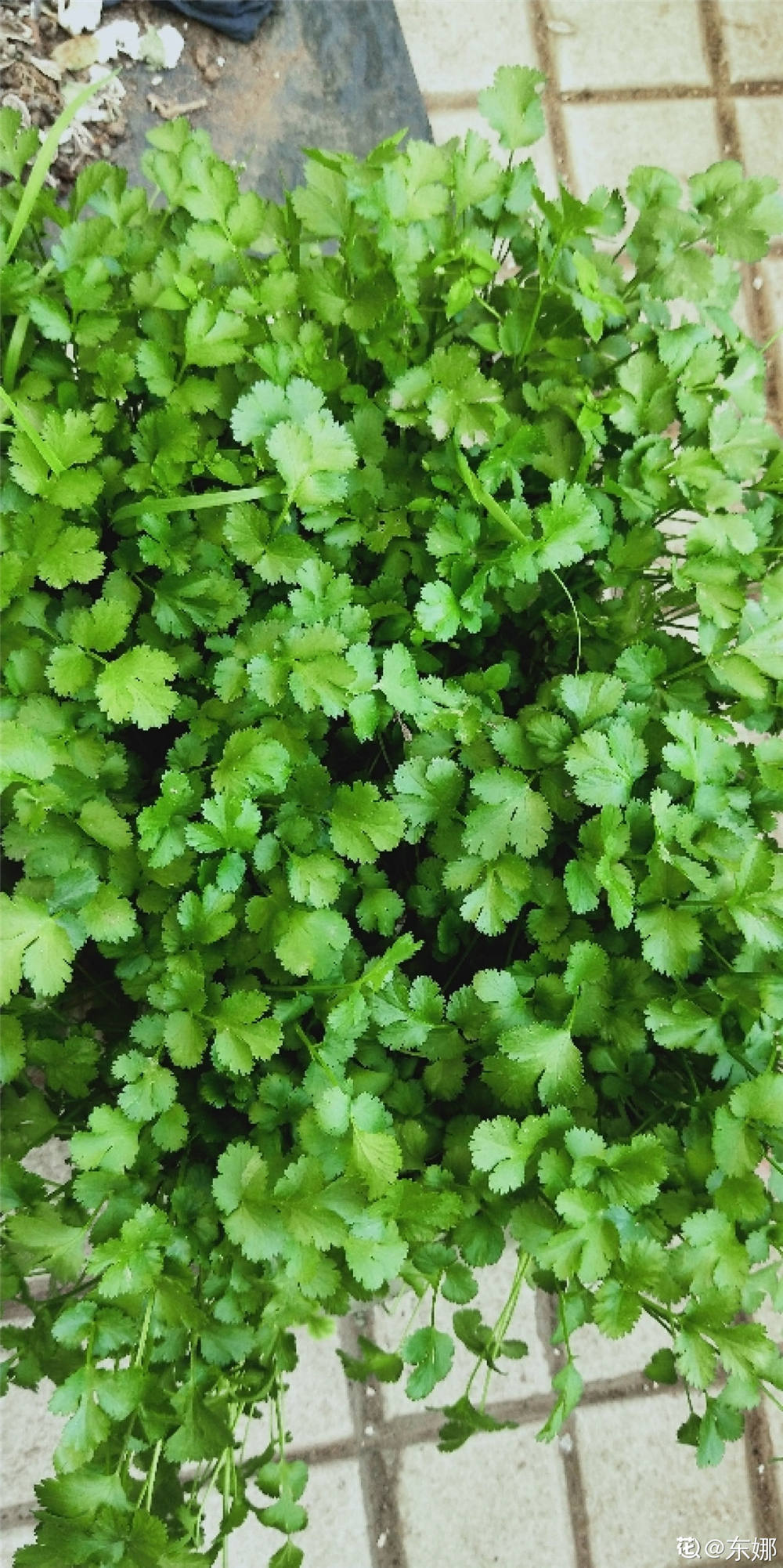 种植香菜的方法