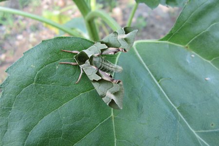 八仙花蝙蝠蛾