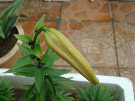 百合花的种植方法和管理