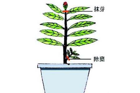 栀子花生长期修剪方法