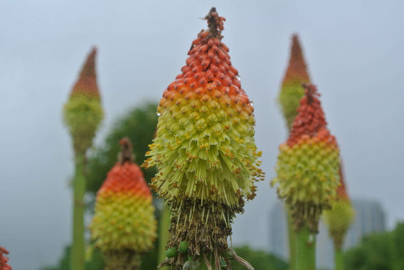 盆栽火炬花怎么养