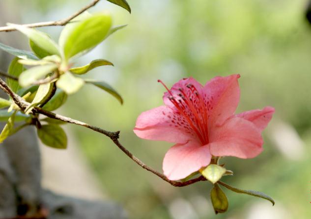 杜鹃花有毒，但可以入药