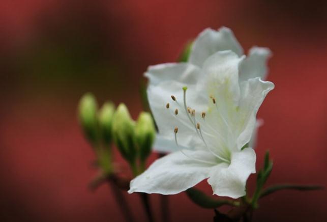 白色杜鹃花