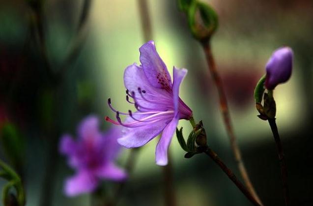 桃红杜鹃花