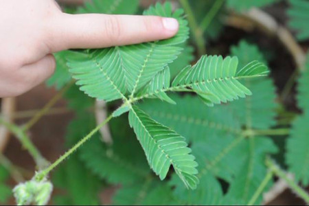 尽量不要用手触摸含羞草