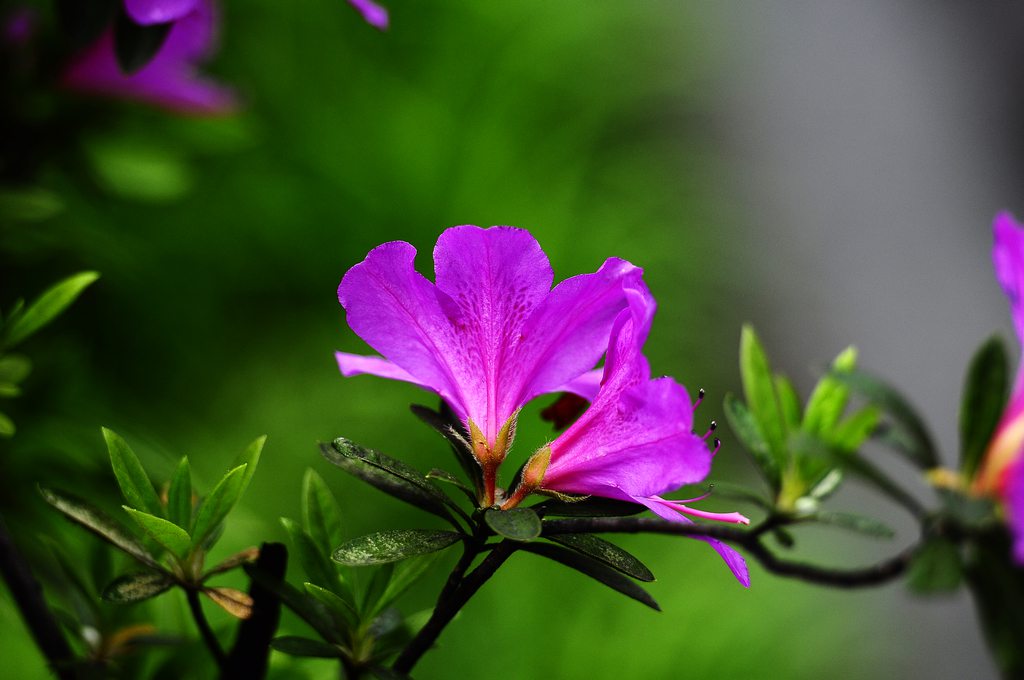 杜鹃花掉叶子原因三 浇水不当