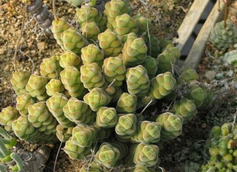 Crassula columella：绒塔