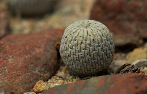 Mammillaria pectinifera：白斜子