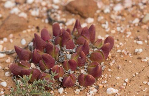 Gibbaeum gibbosum：碧鲛