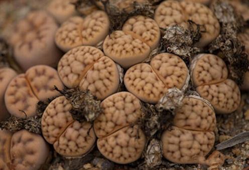 Lithops karasmontana：花纹玉