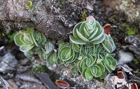 Crassula tomentosa var.interupta：月晕