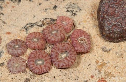 Conophytum swanepoelianum：肉锥花属的好肉体