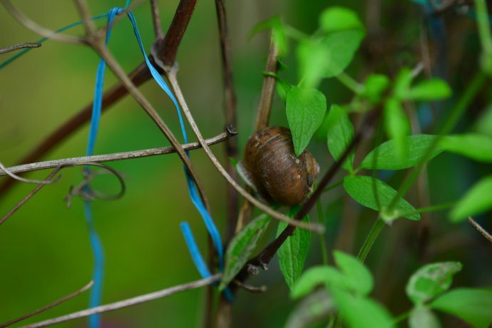 铁线莲虫害：蜗牛