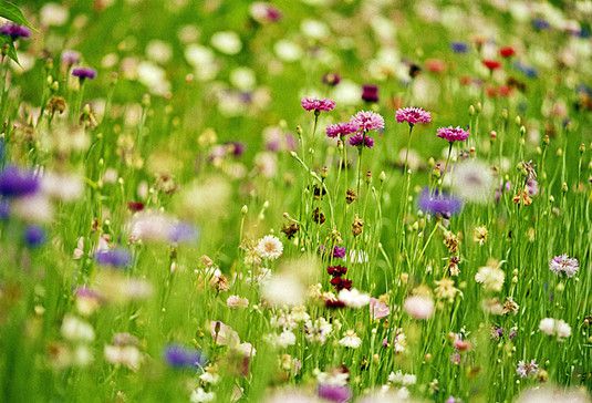 花卉四季养殖花大不同