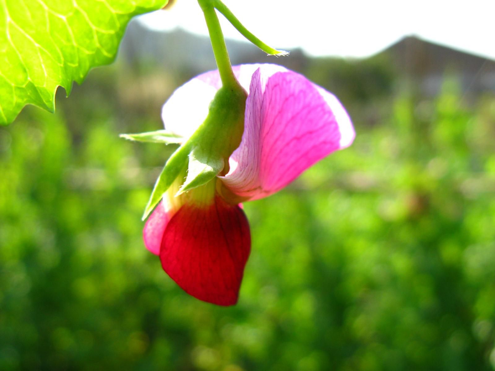 花卉四季养殖花大不同